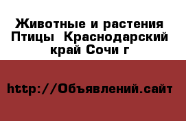 Животные и растения Птицы. Краснодарский край,Сочи г.